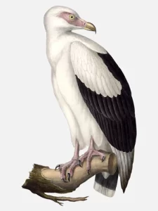Palm-Nut Vulture (Old World)