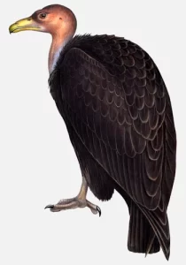 California Condor (New World)