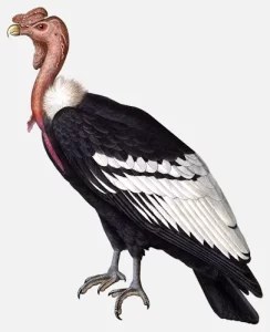 Andean Condor (New World)