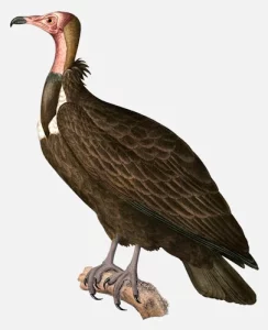 Hooded Vulture (Old World)