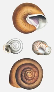 The Naturalist’s Miscellany Shell