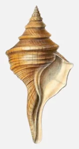 Conchologia Iconica Shell