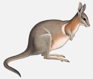 Crescent Nail-Tail Wallaby