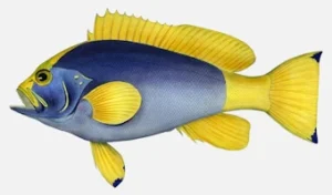 Blue-and-Yellow Grouper
