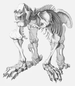 Megatherium Fossil Skeleton