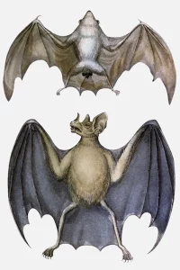 Northern Ghost Bat and Spectral Bat
