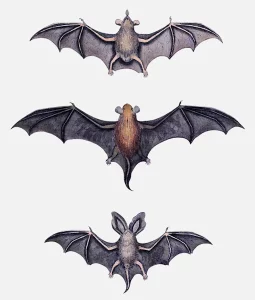 3 Small Bats