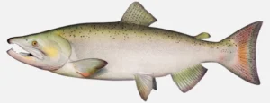 Chinook Salmon Male