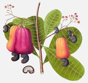 Cashew Apple and Nut