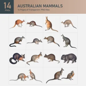 Australian Mammals Collection