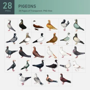 Pigeon Collection