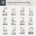 Animal Skeleton Posters Collection