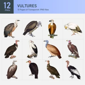 Vultures Collection