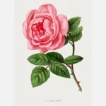 Celina Noirey Rose Poster