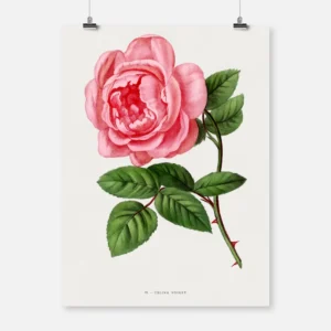 Celina Noirey Rose Poster