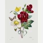 Hellebore and Carnation Flowers