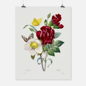 Hellebore and Carnation Flowers Poster