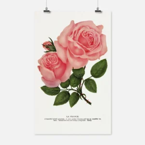 La France Rose Poster