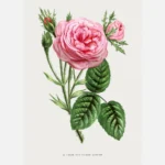 Mossy Hundred-Leaved Rose Poster