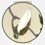 Myna Bird on Magnolia Branch Poster