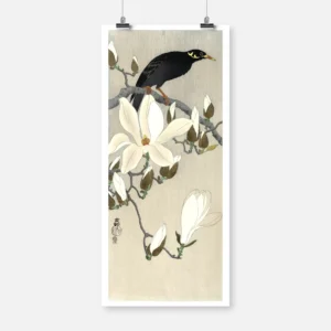 Myna Bird on Magnolia Branch Poster