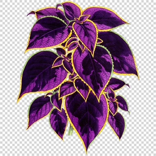 A Purple Plant on a Transparent Background