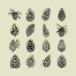 Pinecones Vector