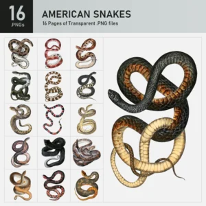 American Snakes Collection