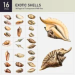 Exotic Shells Collection