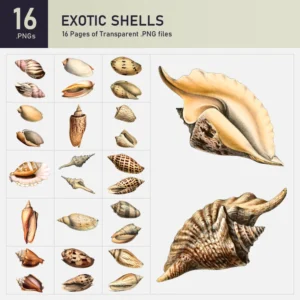 Exotic Shells Collection