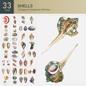 Shells Collection