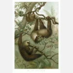 The Two Toed Sloth Poster