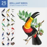 Brilliant Birds Collection