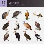 Vultures Collection