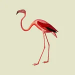 American Flamingo