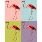 American Flamingo