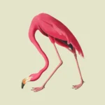 American Flamingo