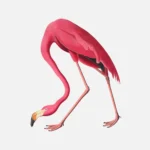 American Flamingo