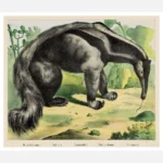 Anteater Poster