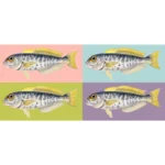 Atlantic Goldeneye Tilefish