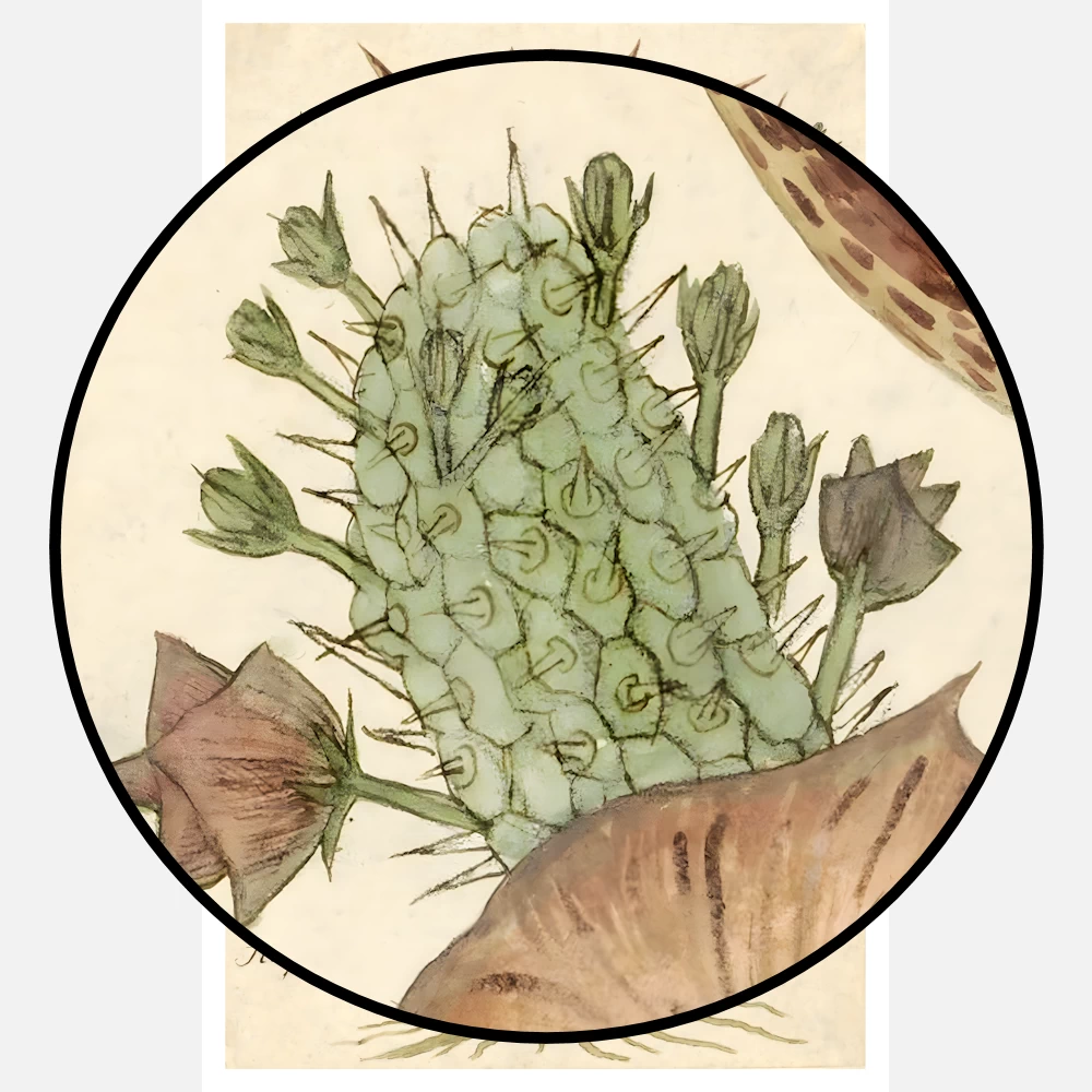 Bushman's Hat, South Africa Succulent Plant Poster