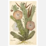 Bushman's Hat, South Africa Succulent Plant Poster