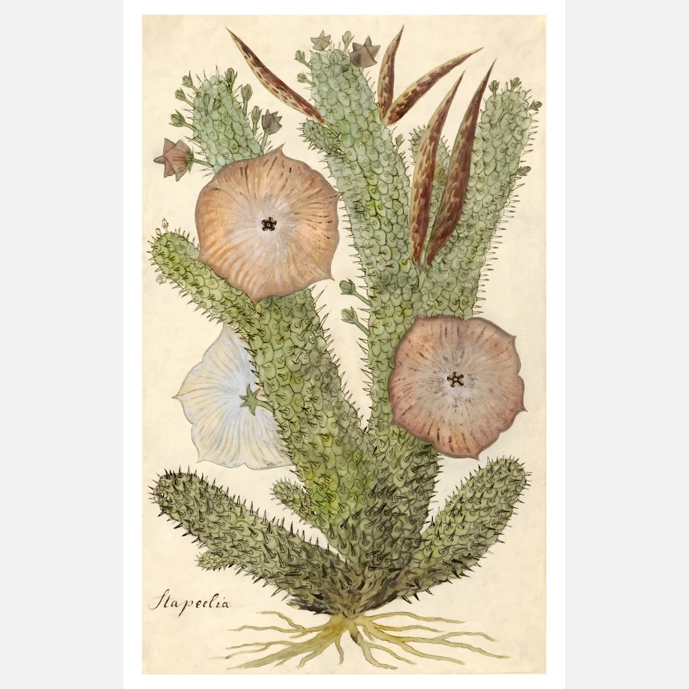 Bushman's Hat, South Africa Succulent Plant Poster