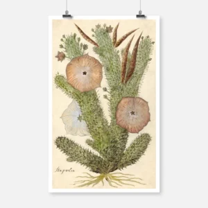 Bushman's Hat, South Africa Succulent Plant Poster