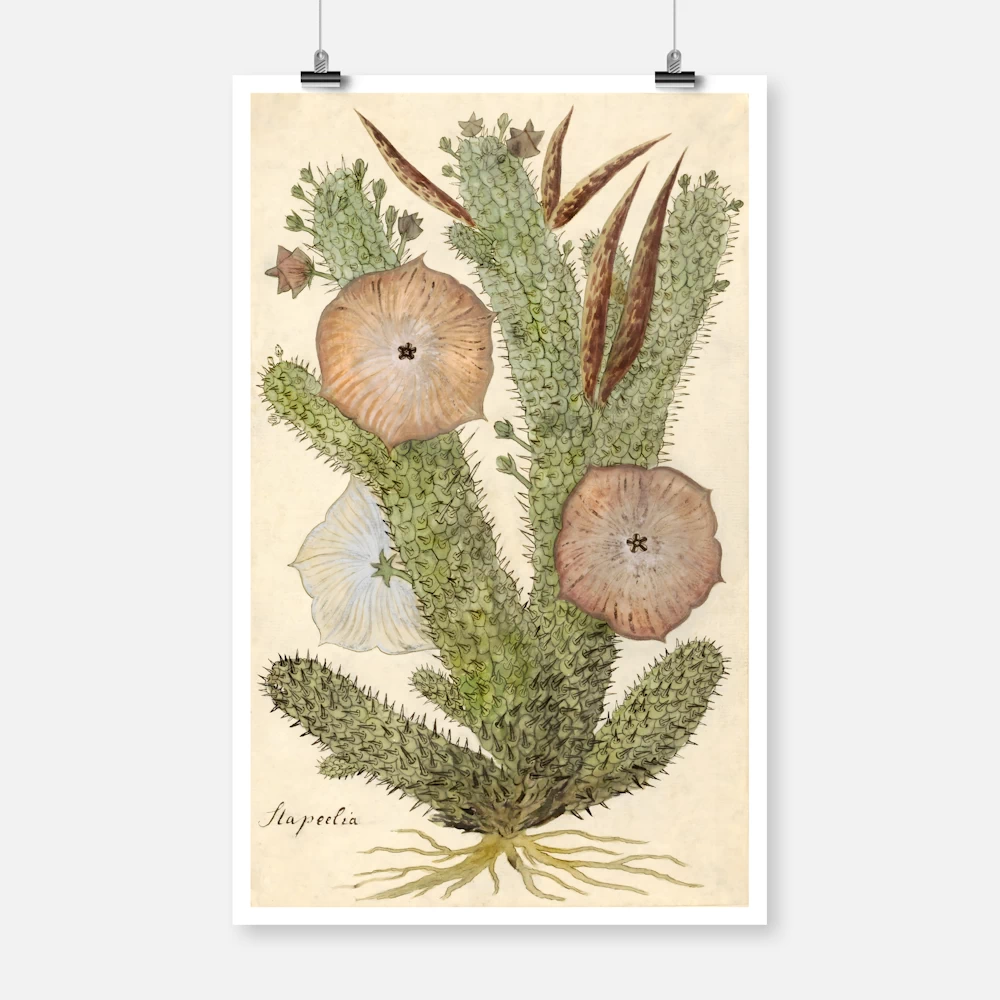 Bushman's Hat, South Africa Succulent Plant Poster