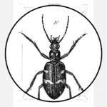 Coleoptera Beetles Poster