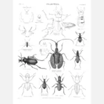 Coleoptera Beetles Poster