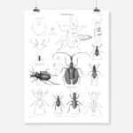 Coleoptera Beetles Poster