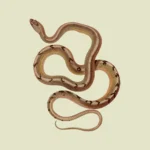 Cuban Racer Snake