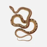 Cuban Racer Snake